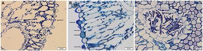 Light and Temperature Shape the Phenylpropanoid Profile of Azolla filiculoides Fronds